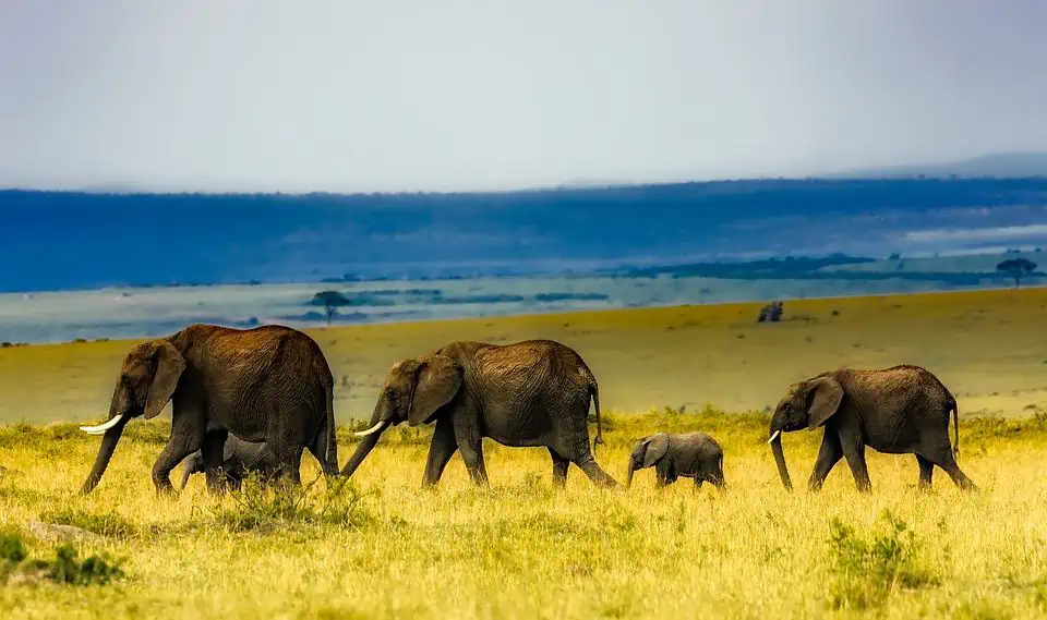 Are Walking Safaris Safe