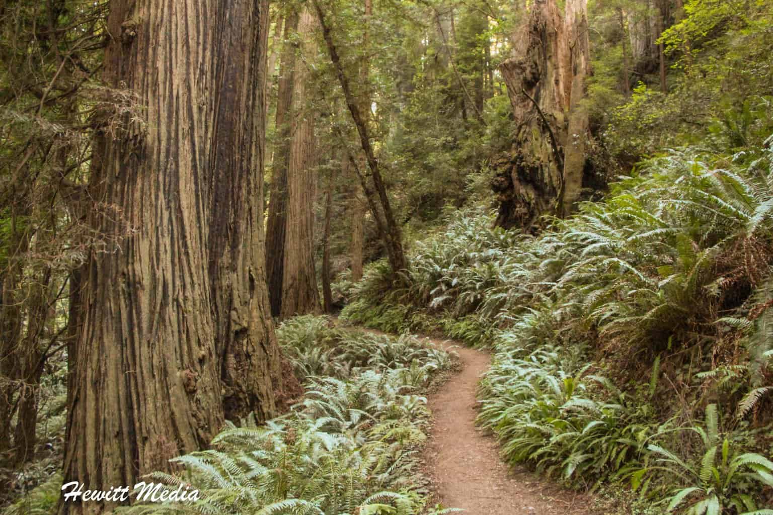 Best Hikes in the National Parks - Tall Trees Grove in Redwood