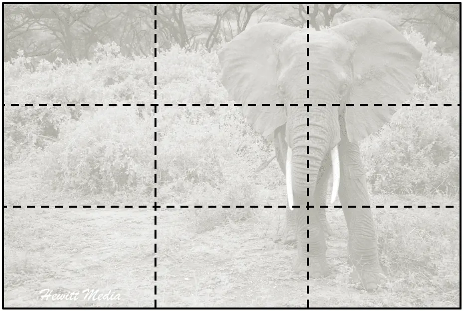 Photography Tips for Safaris - Rule of Thirds