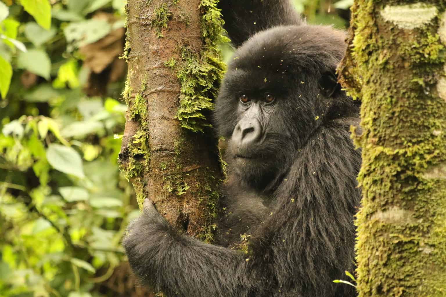 Top Travel Experiences - Gorilla Trek