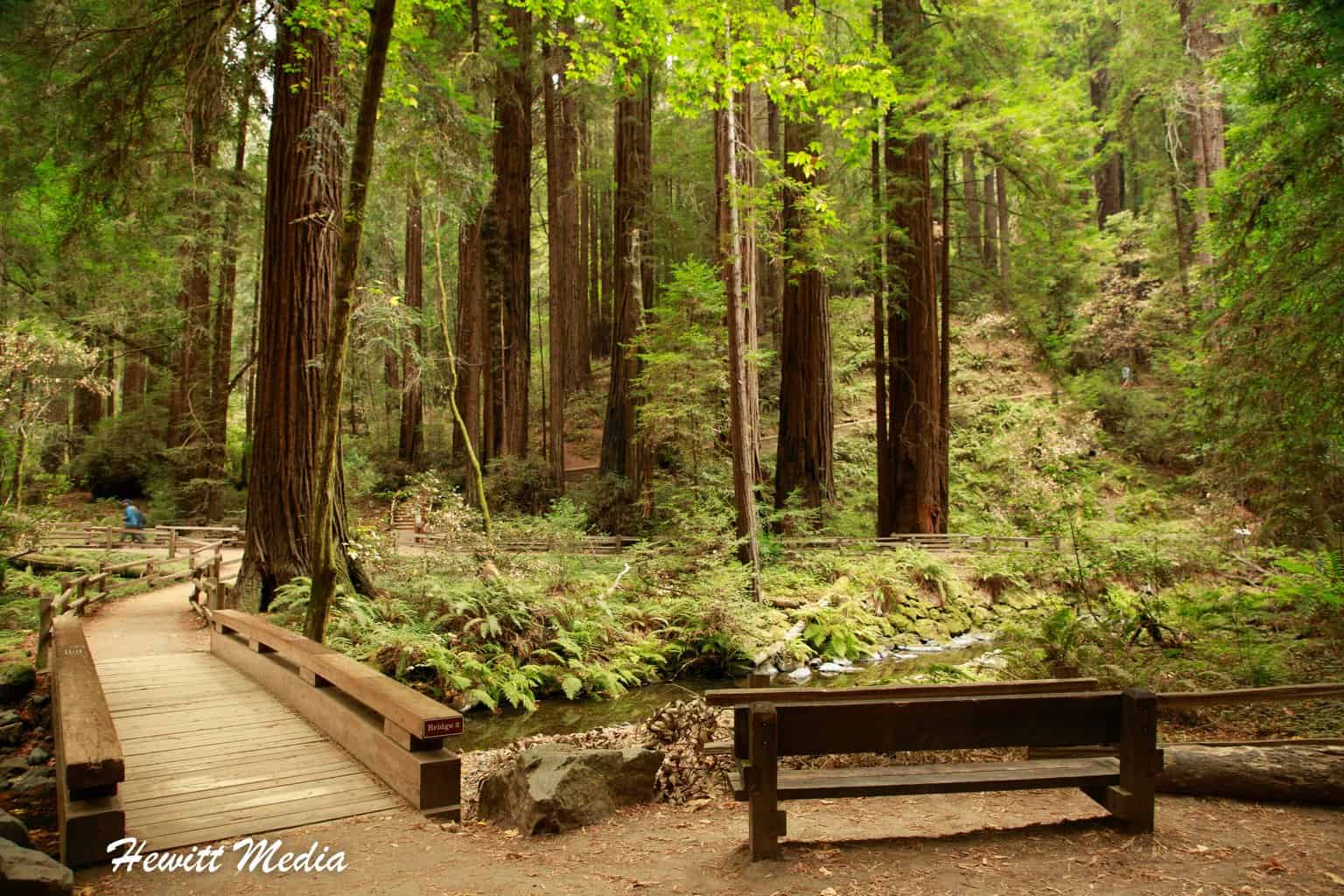 The Complete Muir Woods National Monument and San Francisco Guide