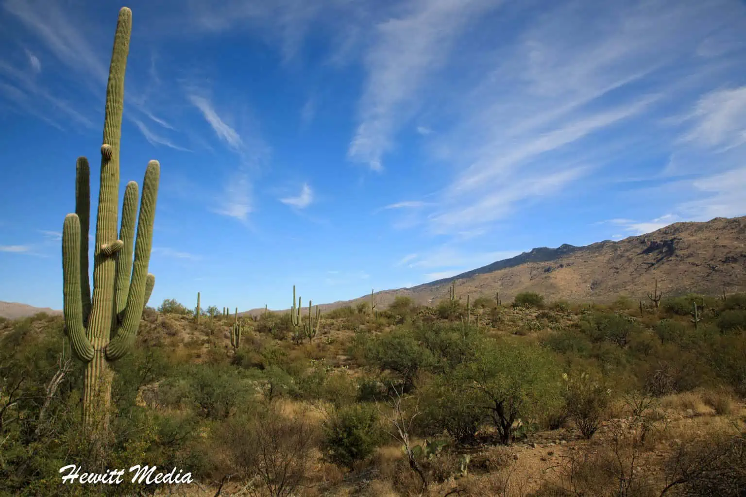 Tips for Photographing National Parks - Saguaro National Park