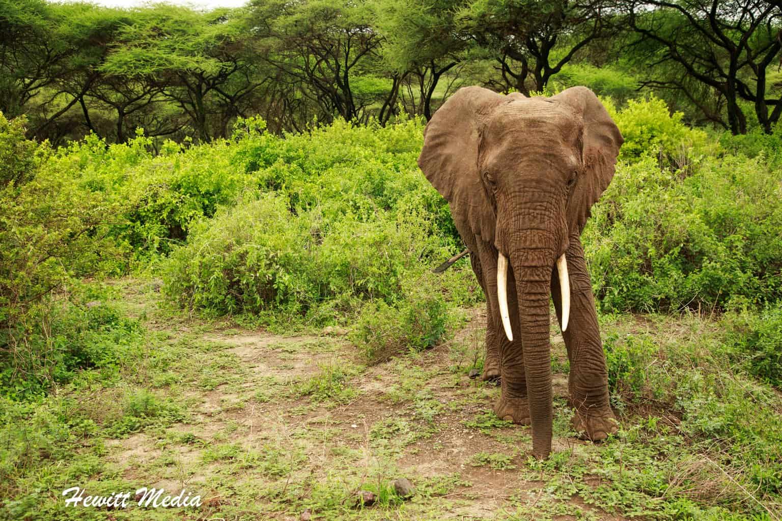 Lake Manyara Safari - Bull elephant we saw while on safari