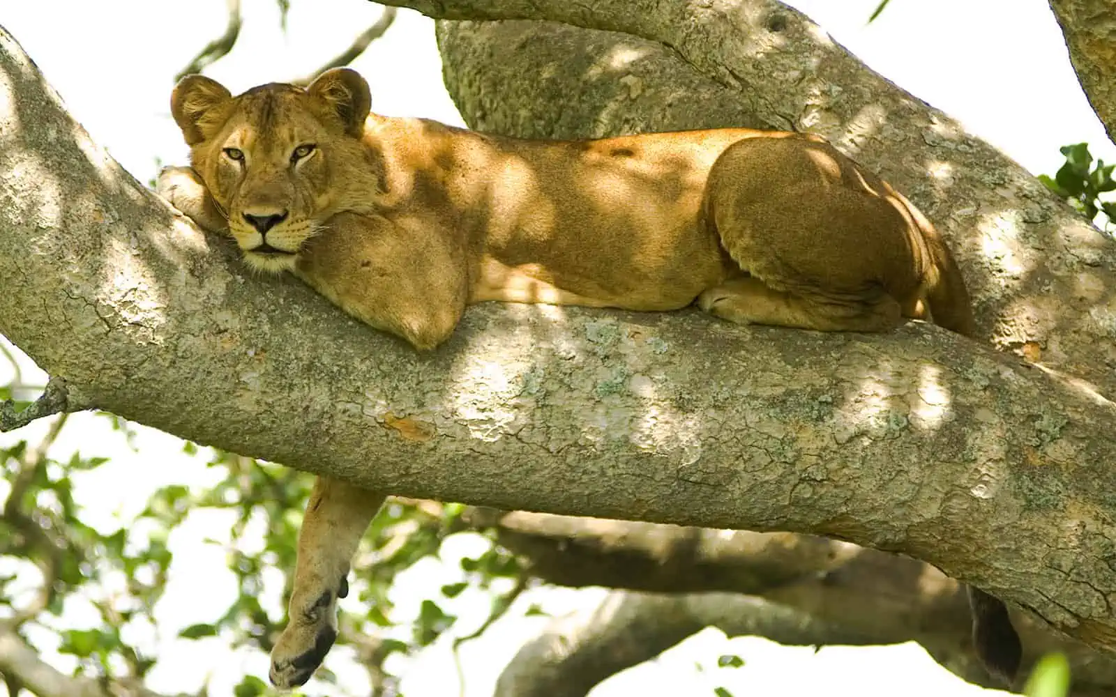 Lake Manyara Safari - Famous Tree Climbing Lions