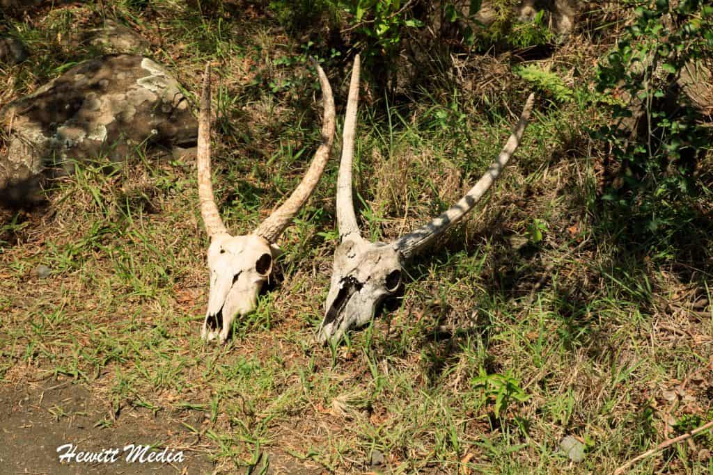 Arusha National Park Safari