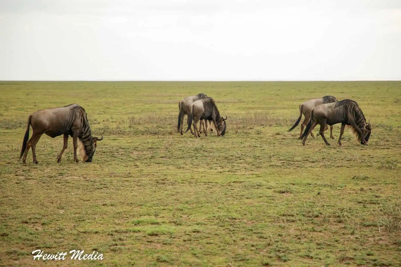 Top Travel Experiences - See the Great Wildebeest Migration in the Serengeti