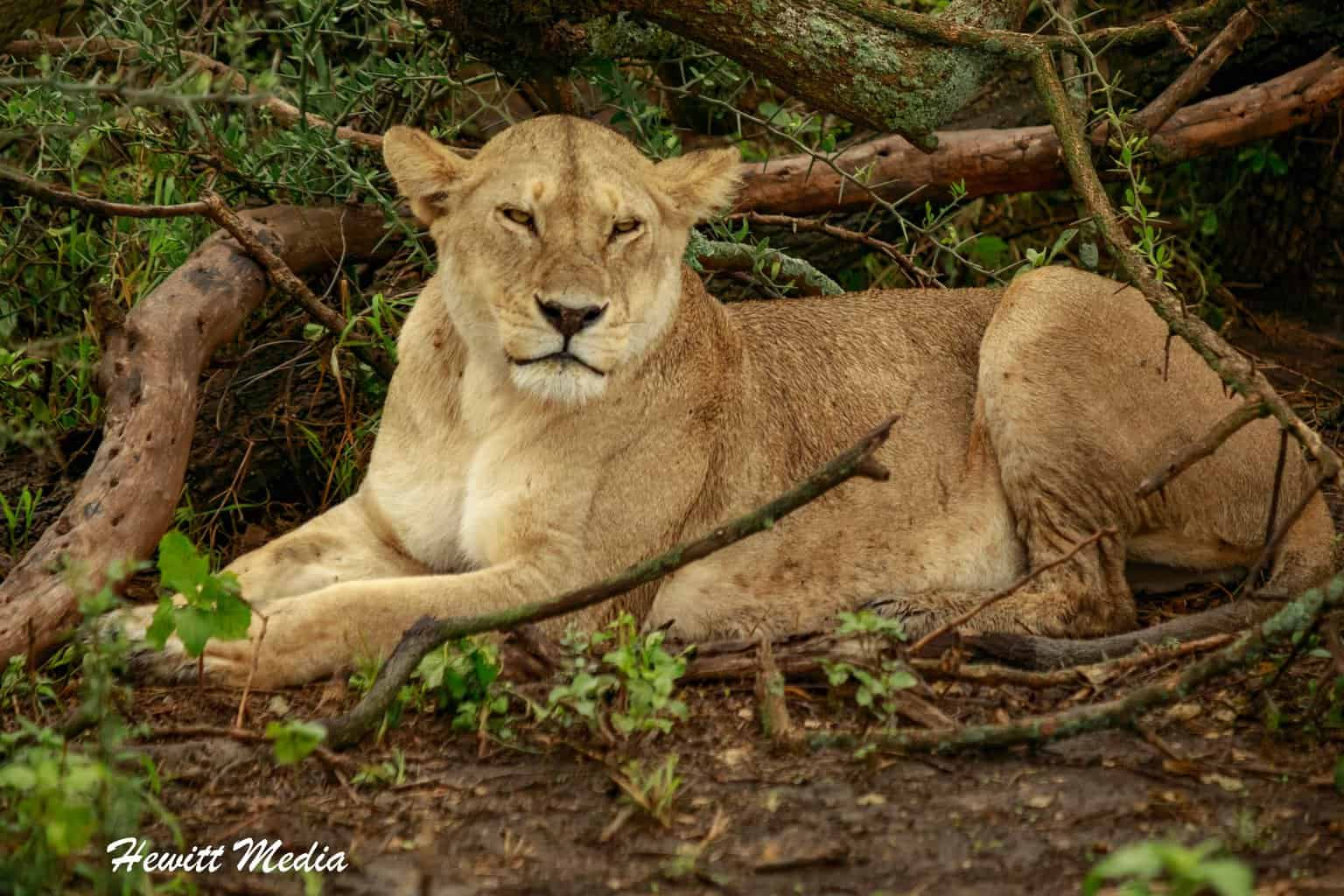 Top Wildlife Destinations - Serengeti National Park