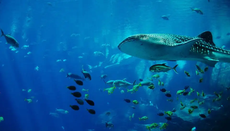 Top Travel Experiences - Whale Shark Snorkeling