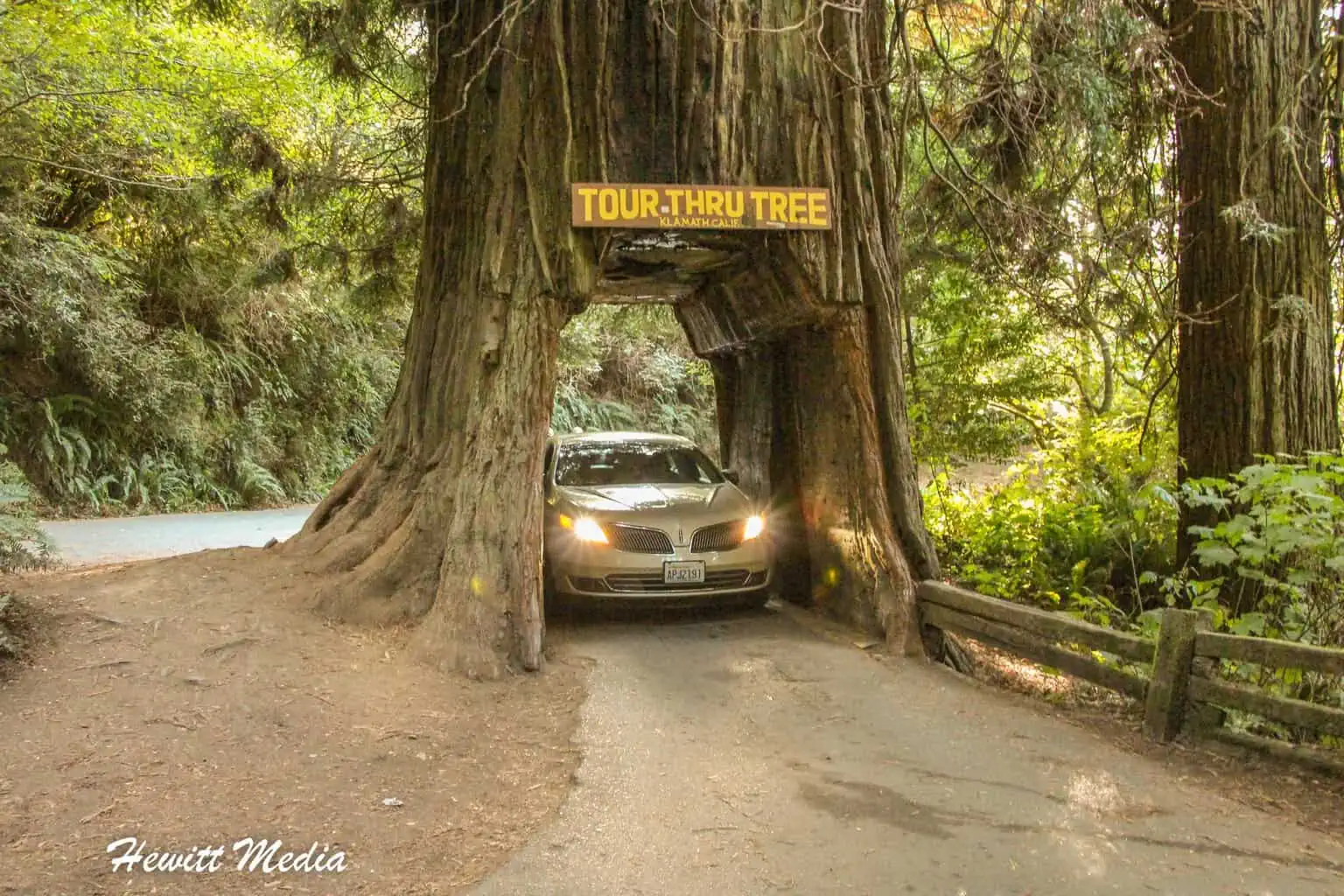 Pacific Northwest Road Trip - Redwood National and State Parks