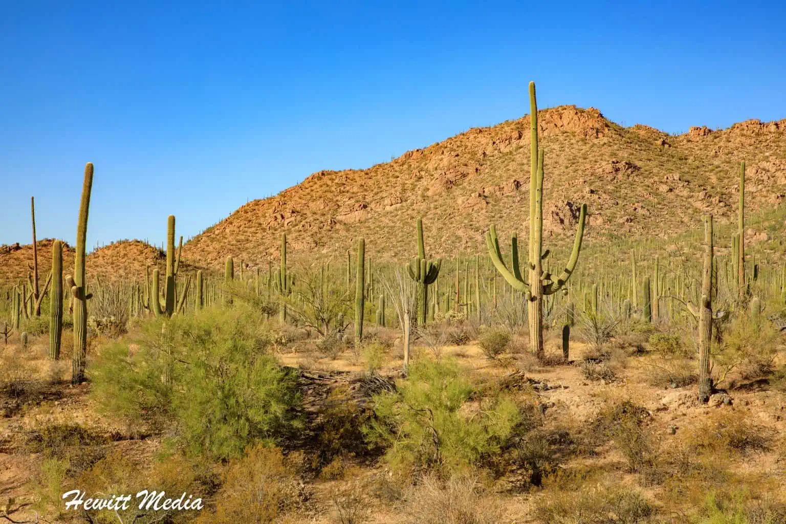 Desert Parks Road Trip - Saguaro
