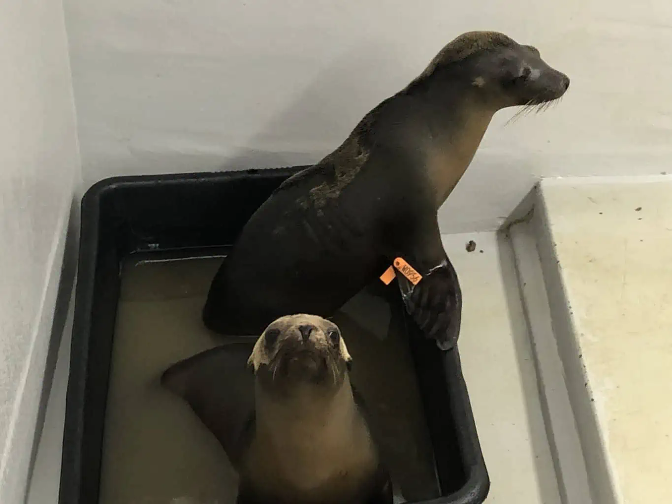 Seal Rescues in California