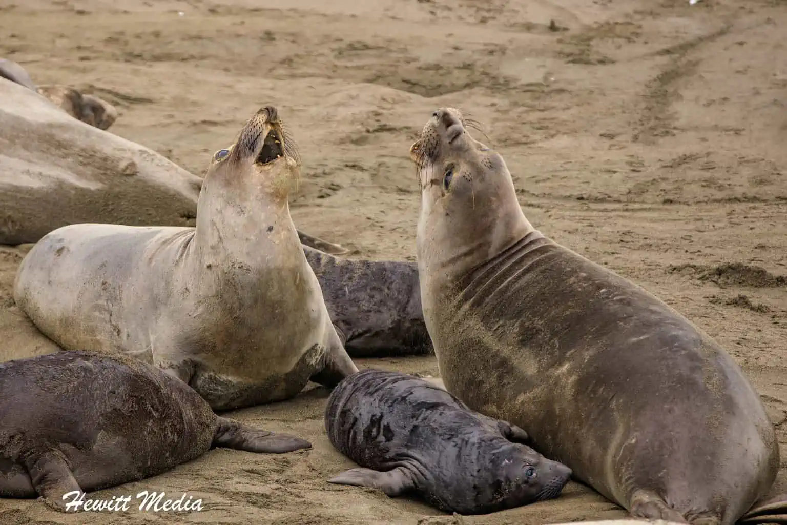 Ultimate Guide to Viewing Northern Elephant Seals in California