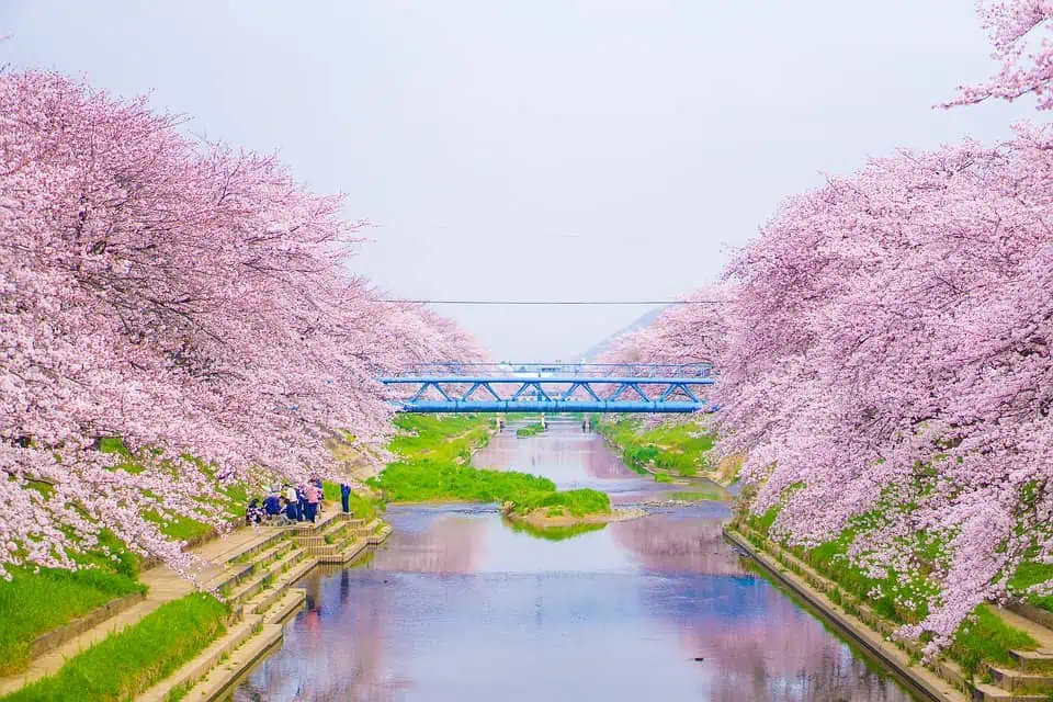 Top Travel Experiences - Cherry Blossoms Japan