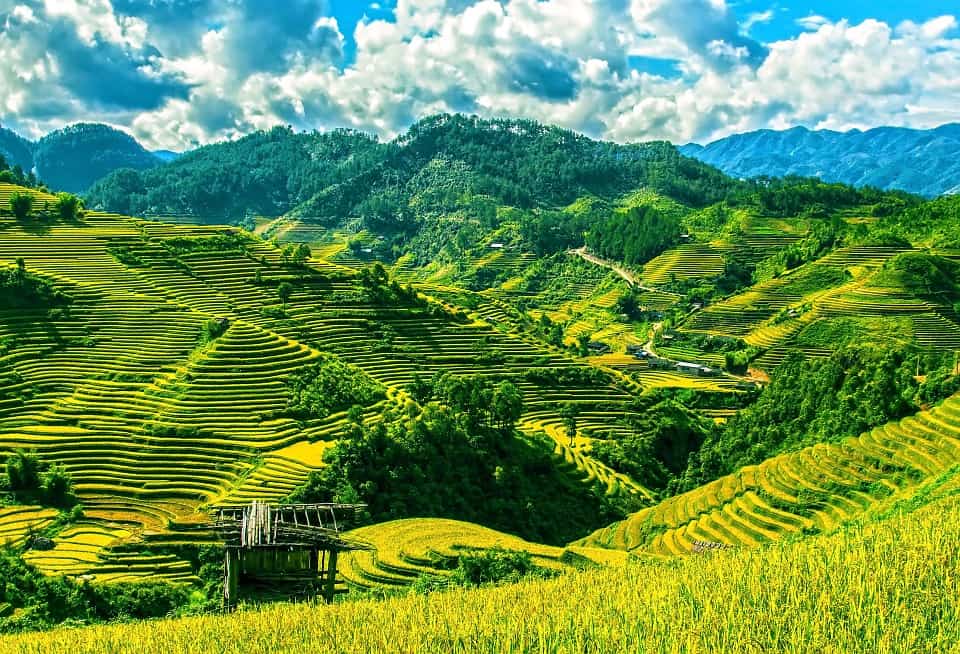 Top Travel Experiences - Rice Fields of Vietnam