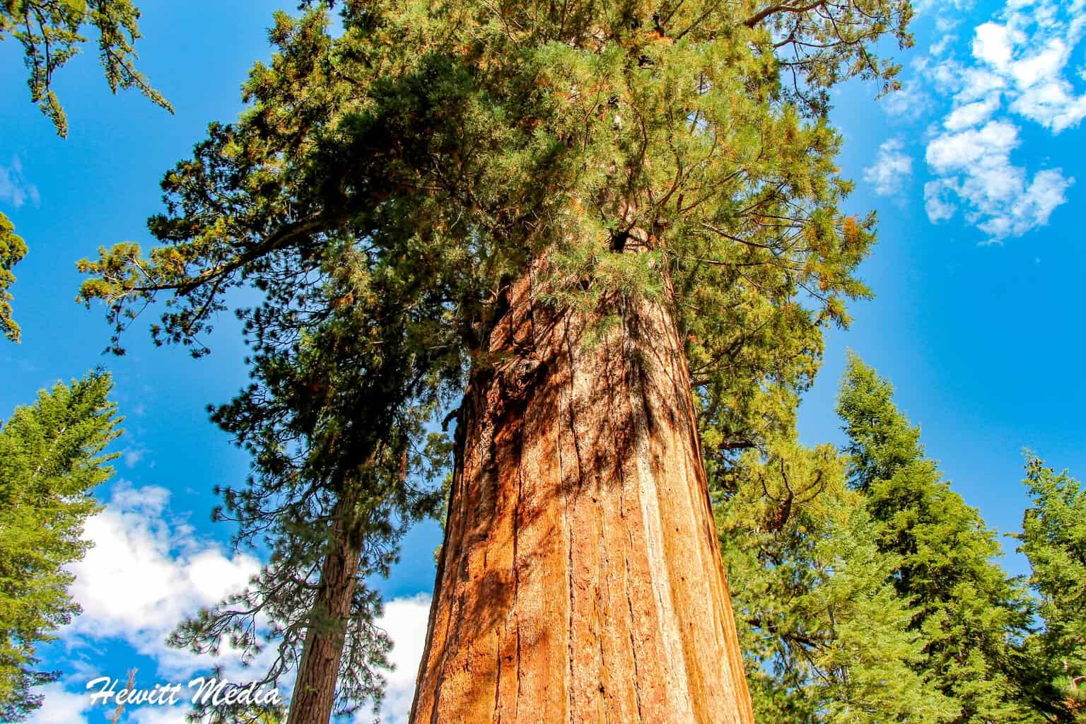 California Road Trip - Sequoia National Park