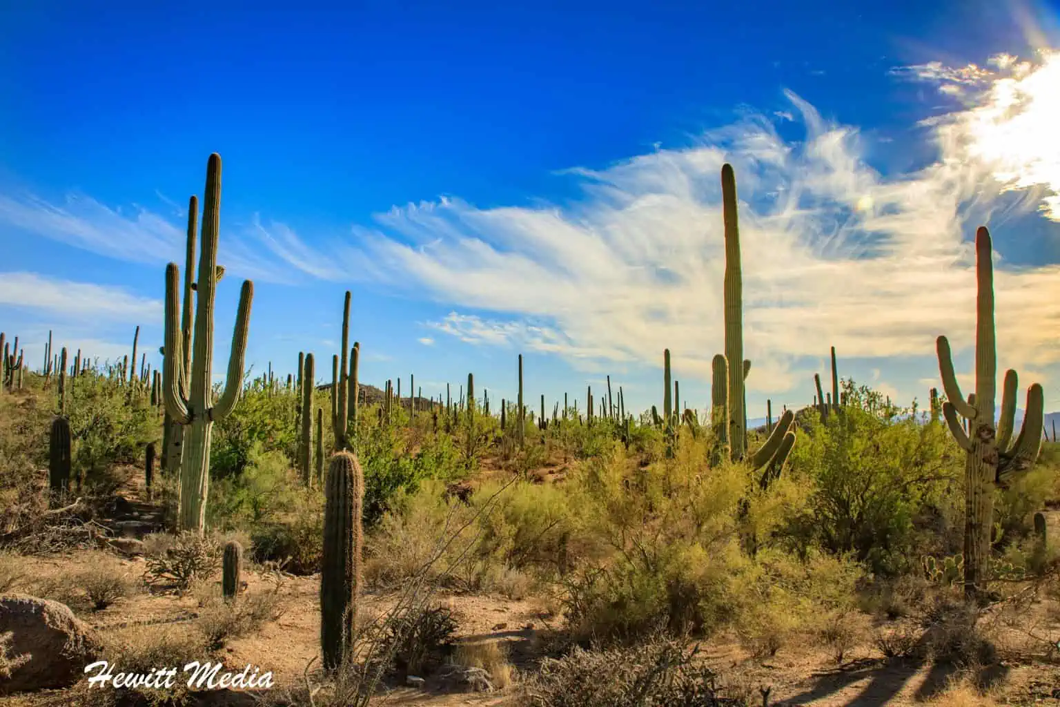 An All You Need Saguaro National Park Guide
