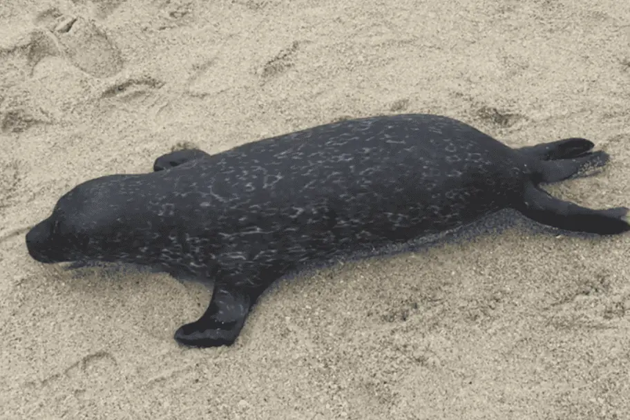 Video of Baby Harbor Seal Searching for its Mother