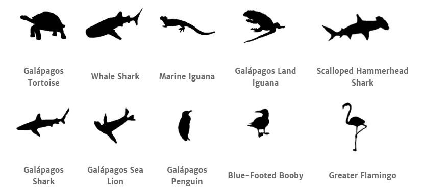The Galápagos Islands animals