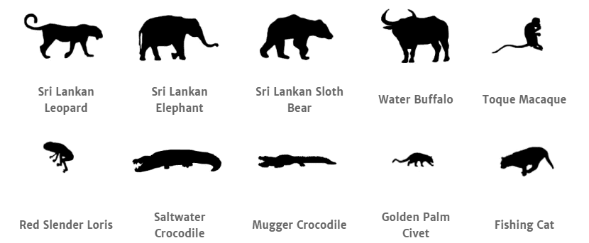 Yala National Park animals