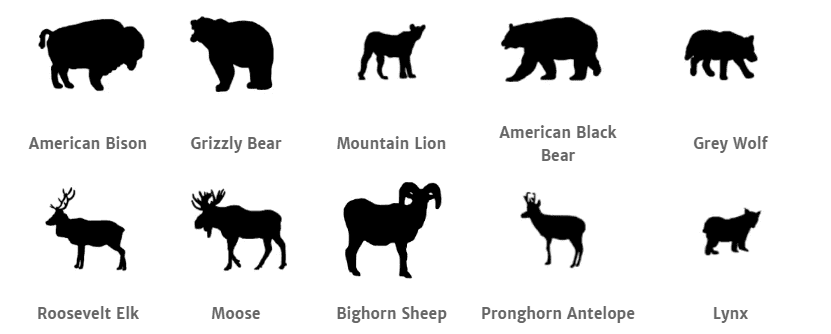 Yellowstone National Park animals