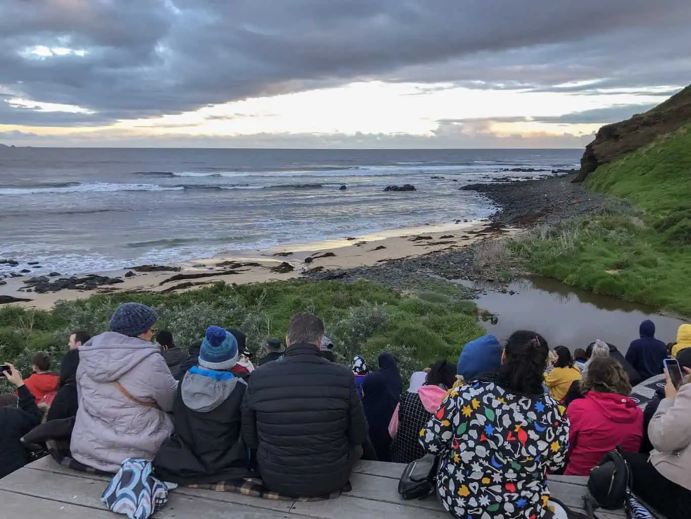 Travel Journal (9/24/2019):  Seeing the Little Penguins of Phillip Island