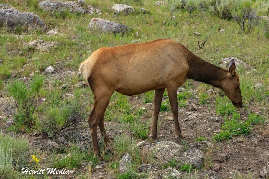 Elk-2079