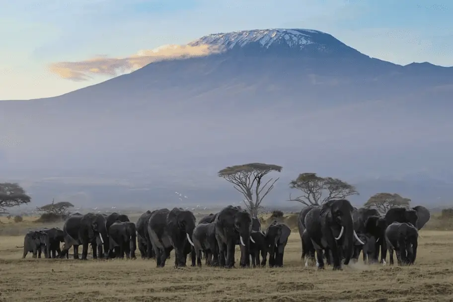 Top 2021 Travel Destinations - The Maasai Mara Game Reserve