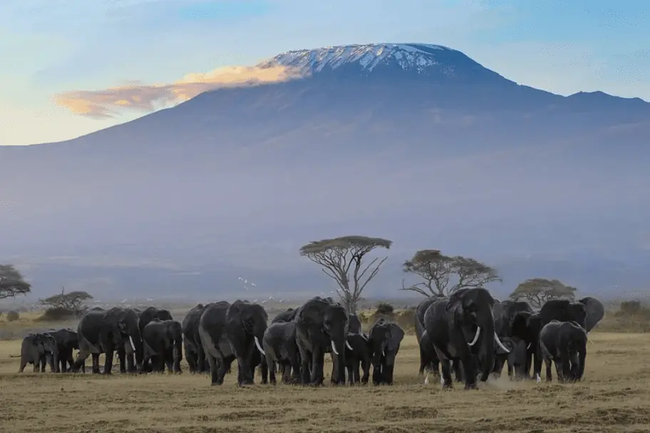 Tanzania Safari Itinerary - Kilimanjaro National Park