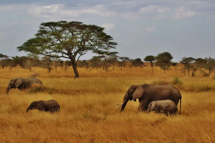 Tanzania Safari Itinerary - Ruaha National Park