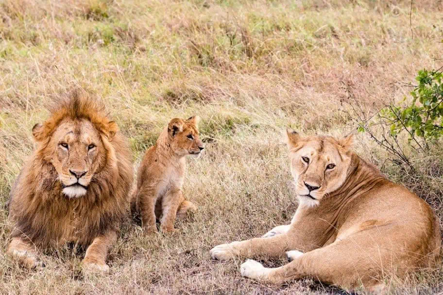 Tanzania Safari Itinerary - Nyerere National Park