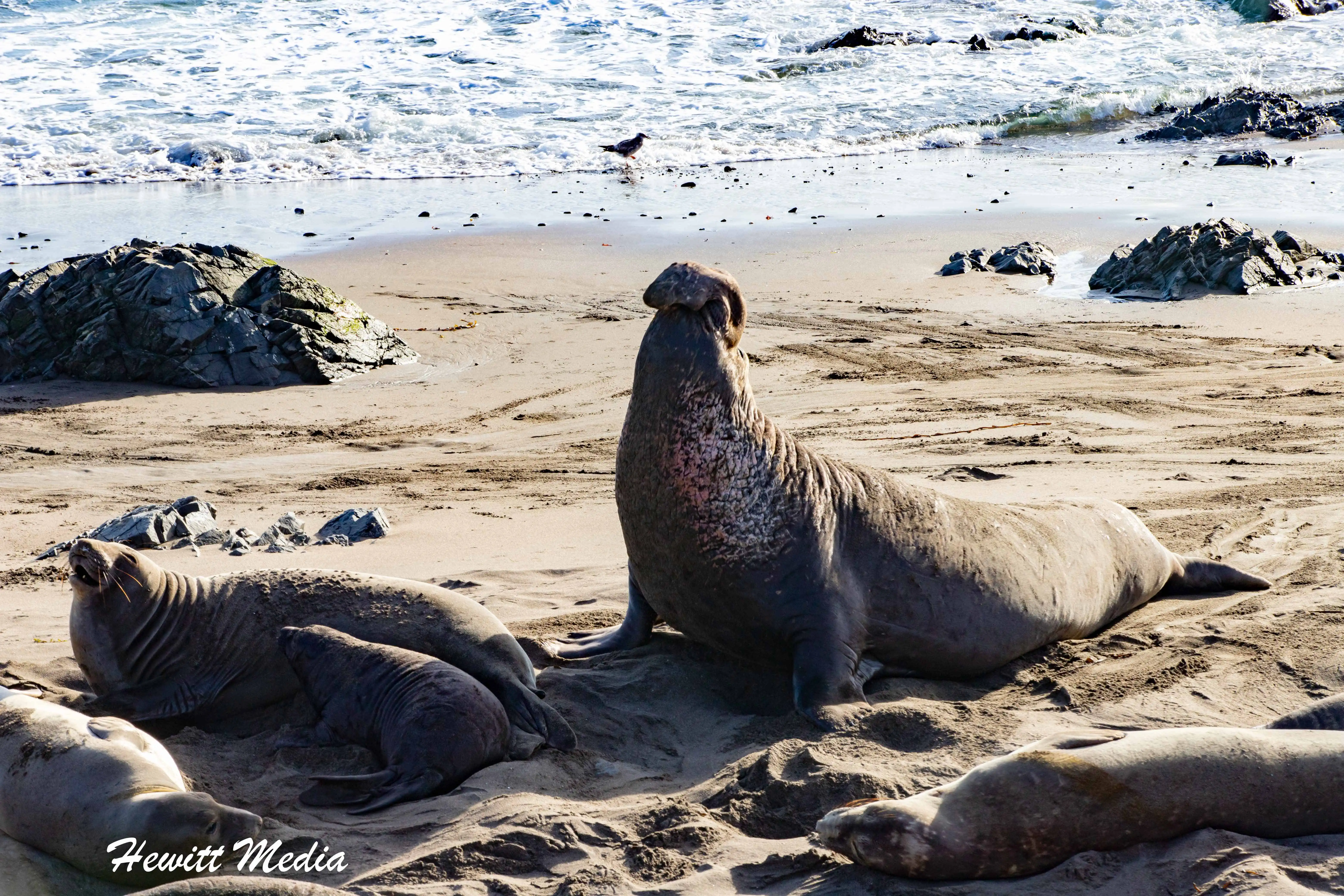 Northern Elephant Seals California