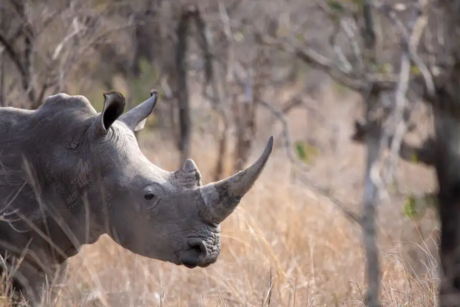 Africa Travel Planning - Rhino South Africa