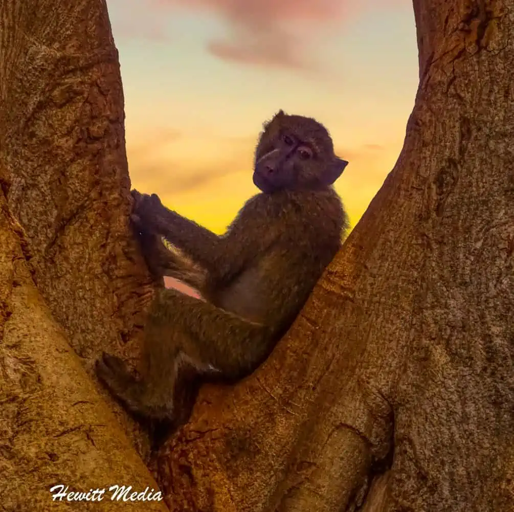 Instagram Travel Photography:  Solitary Baboon