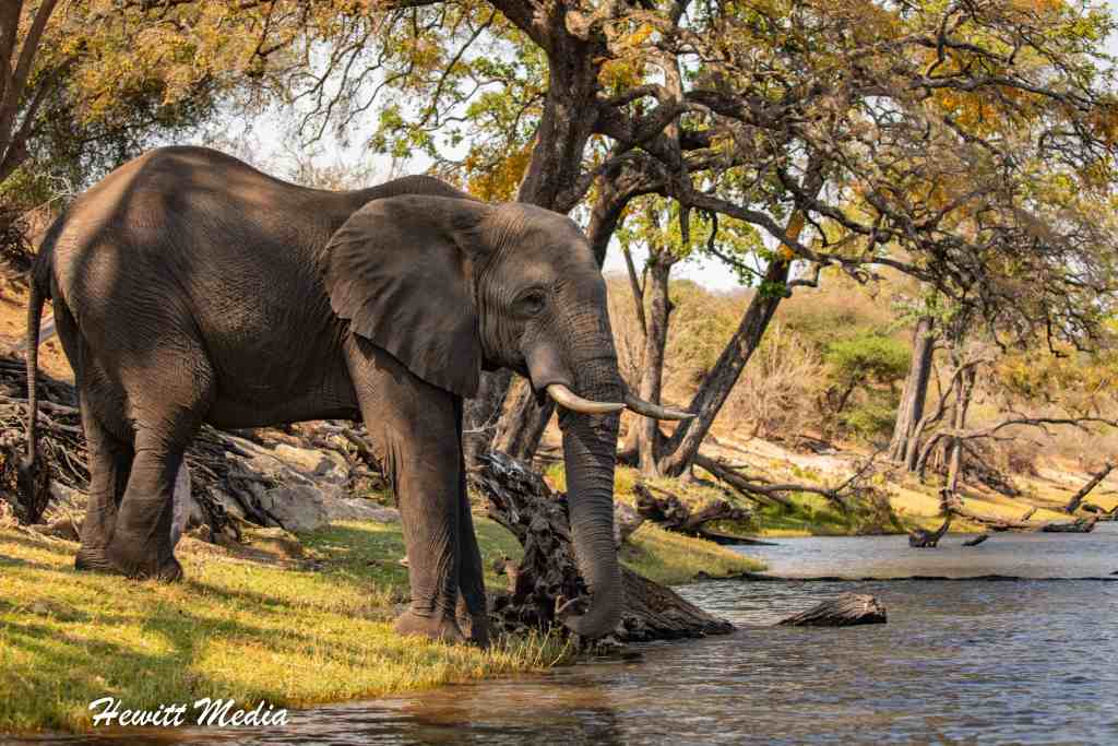 Africa Travel Blog (9/17/22): On Safari in Chobe National Park, Botswana