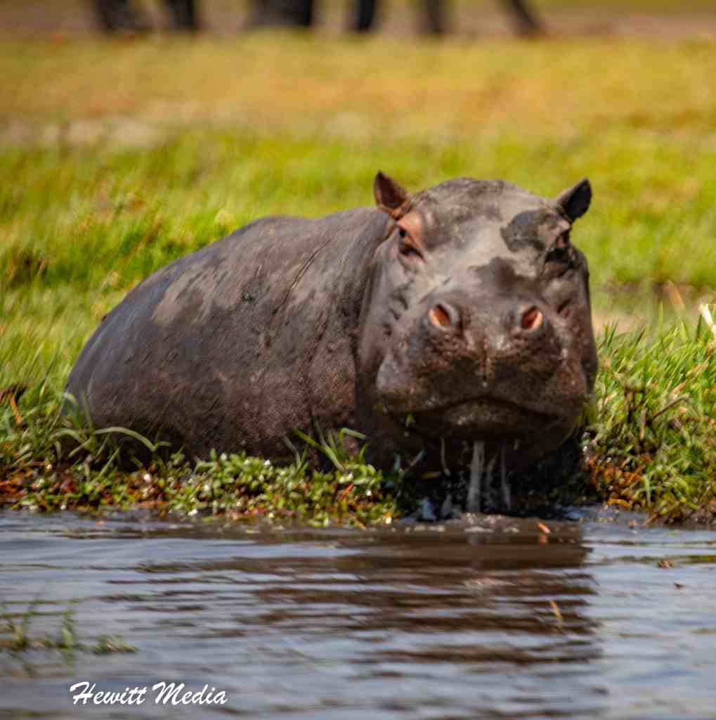 Instagram Travel Photography - Chobe National Park Hippo