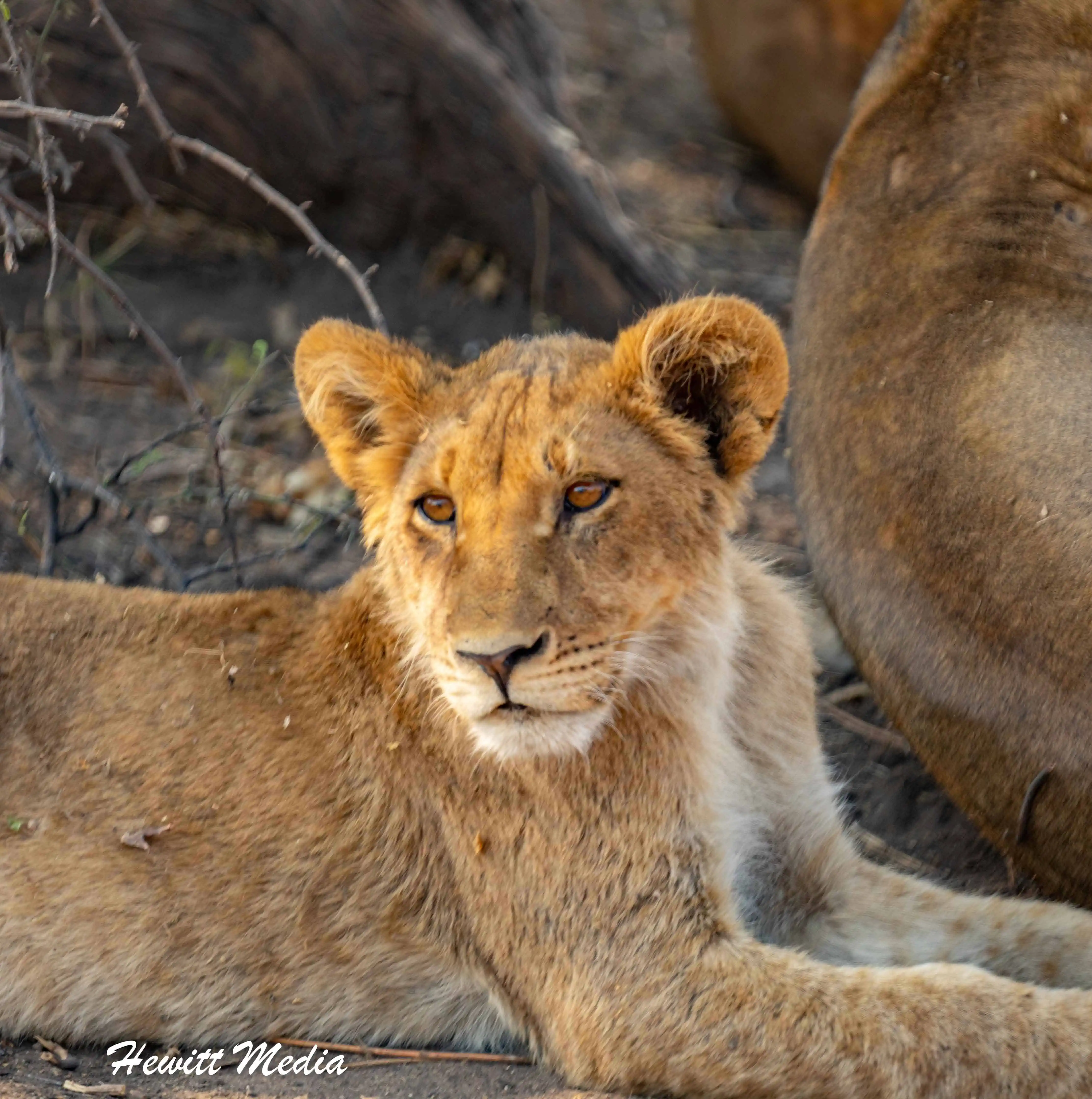 Instagram Travel Photography: Chobe National Park Lion Cub