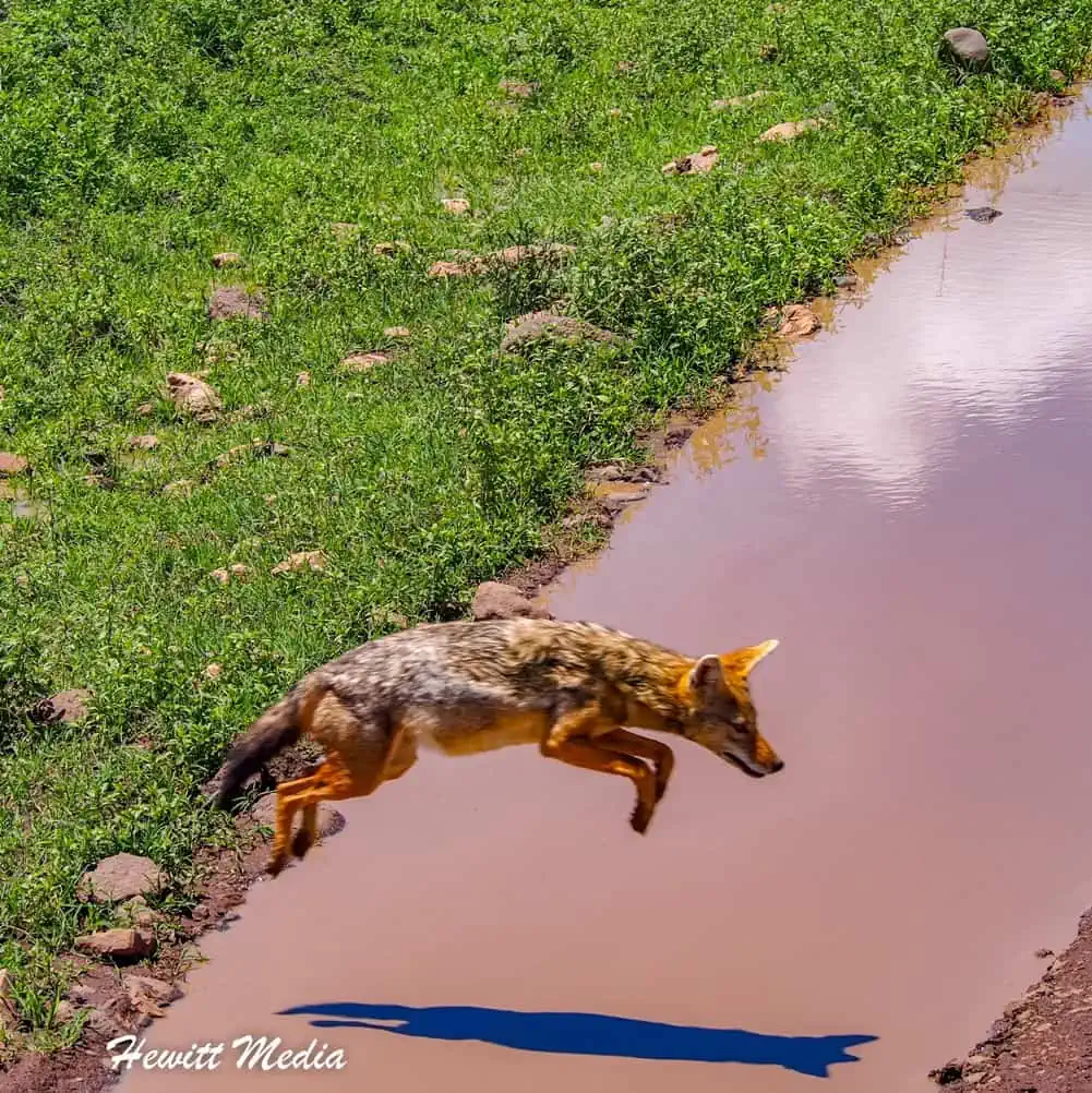 Instagram Travel Photography: Acrobatic Golden Jackel