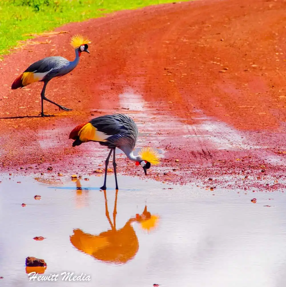 Instagram Travel Photography - Grey Crowned Crane Ngorongoro