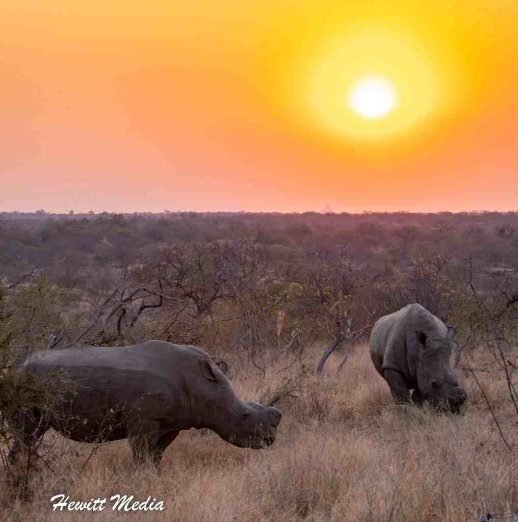 Instagram Travel Photography - White Rhinos in Kruger National Park