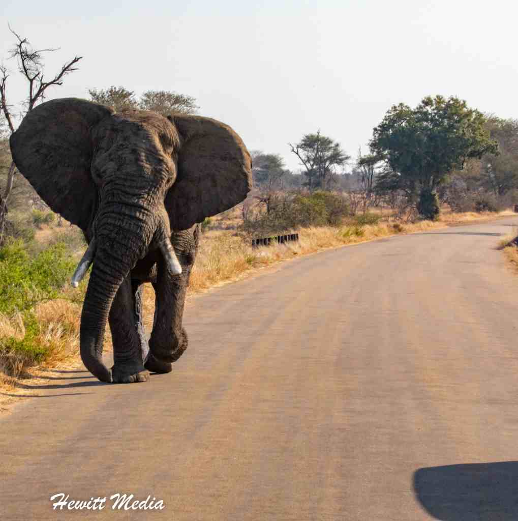 Instagram Travel Photography - Kruger National Park Elephant
