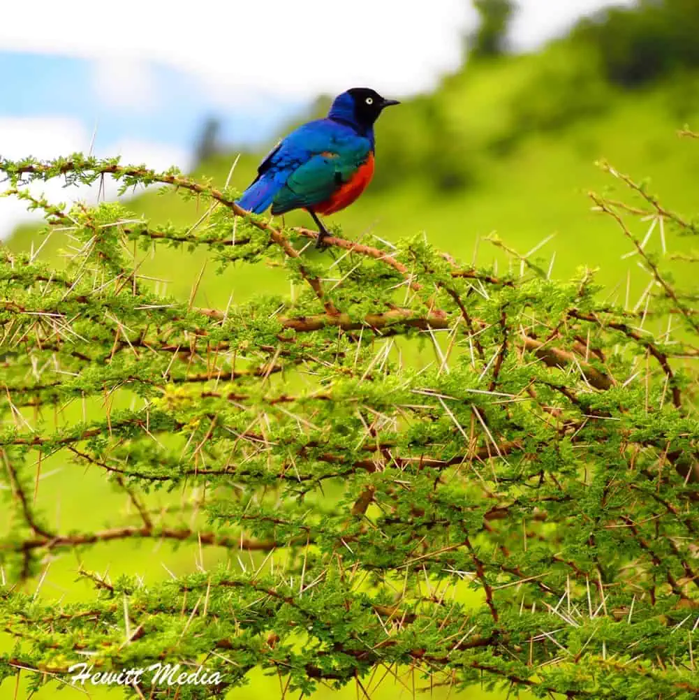 Instagram Travel Photography - Superb Starling Ngorongoro Crater