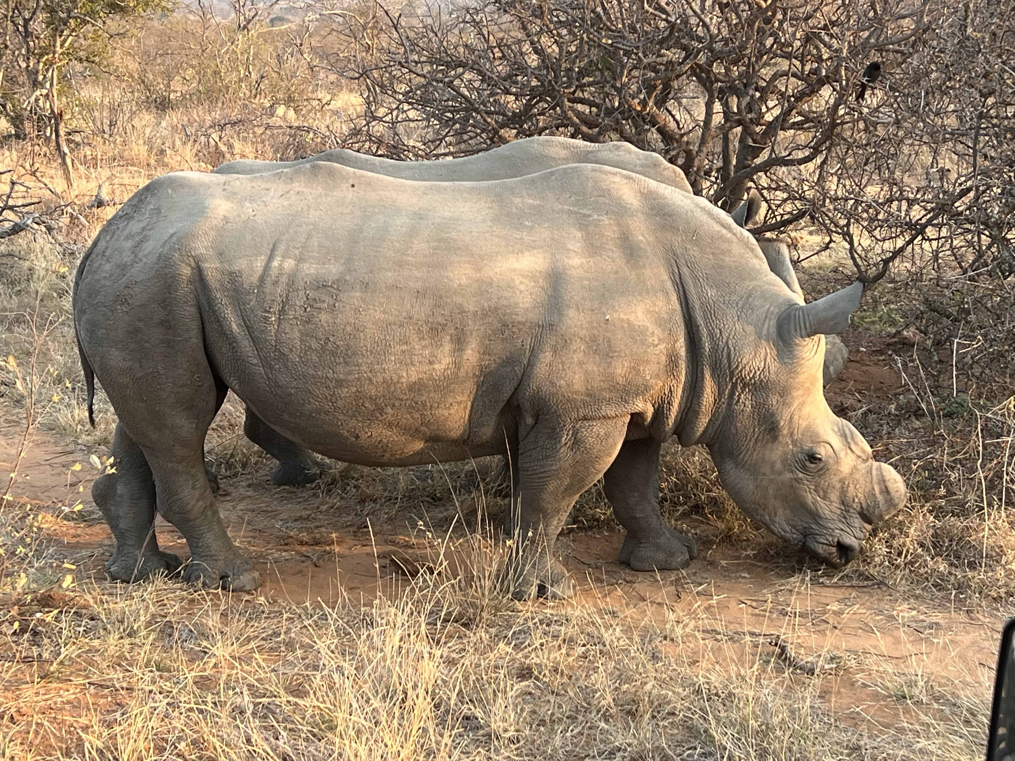 Africa Travel Blog (9/8/22): Arriving in Kruger National Park