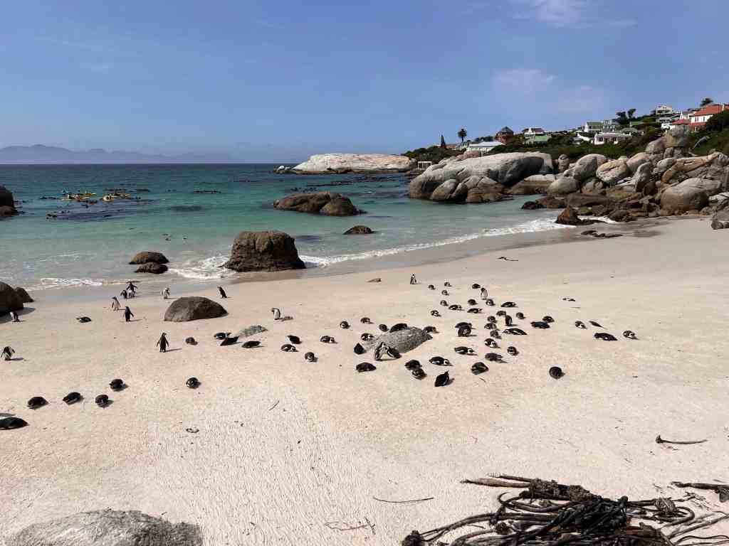 Africa Travel Blog (9/15/22): Touring Cape Town