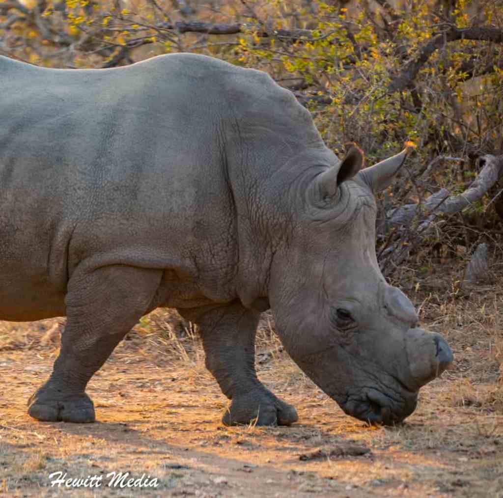 Instagram Travel Photography Southern White Rhino in South Africa