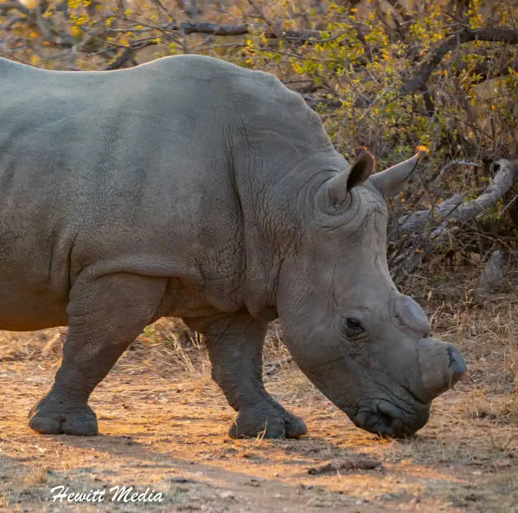 Instagram Travel Photography: Southern White Rhino