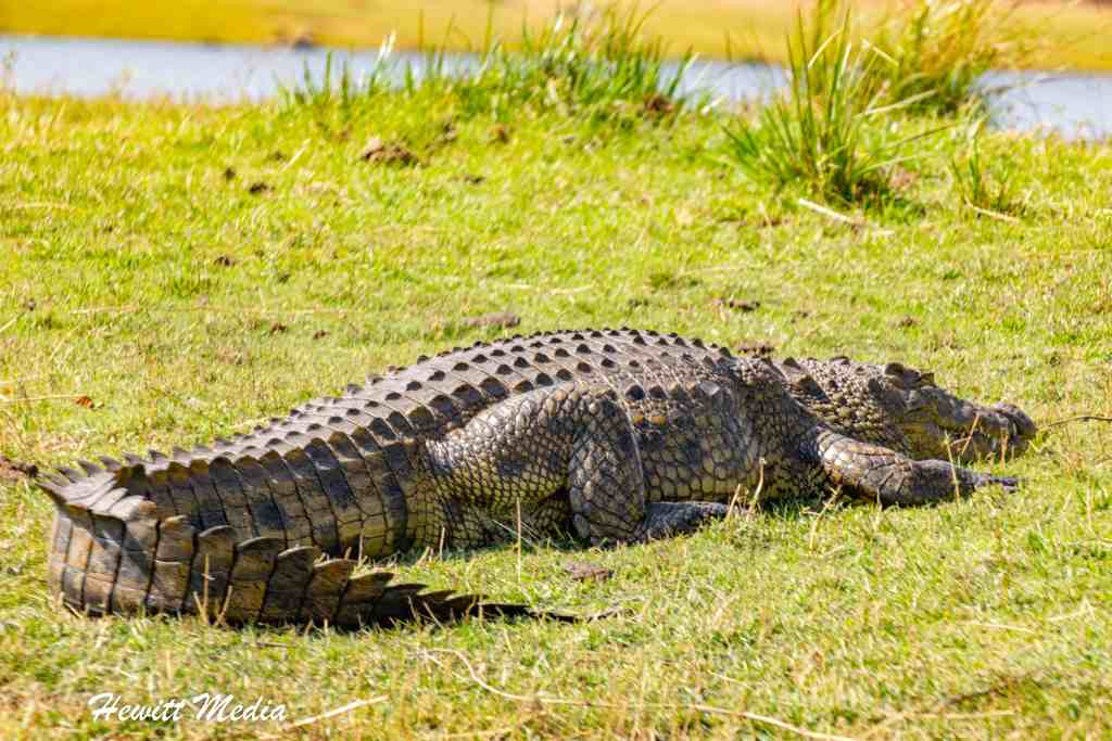 Chobe National Park Safari - Crocodile