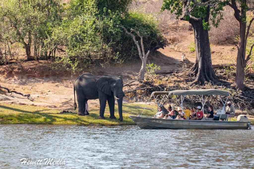 Chobe National Park Safari - Elephant at Chobe River