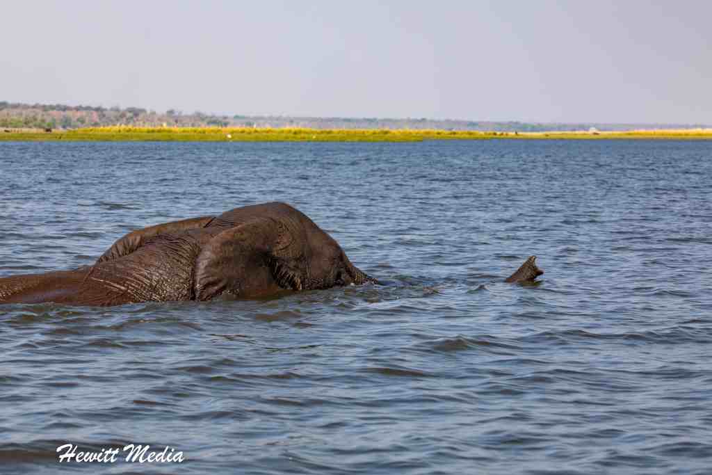 Chobe National Park Safari - Elephant