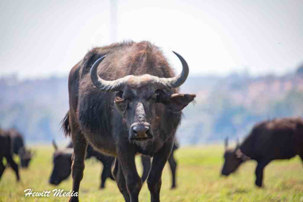 Chobe National Park Safari - Buffalo