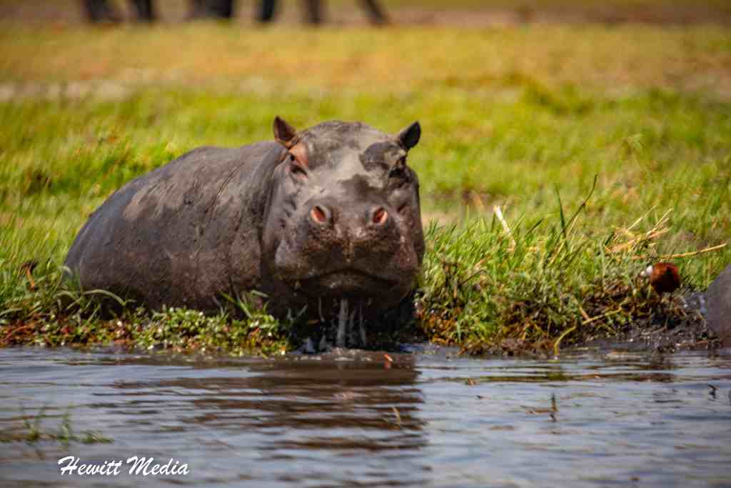 Chobe National Park Safari -  Hippo